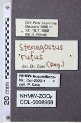 Etiketten zu Stenagostus rufus (NHMW-ZOO-COL-0008968)
